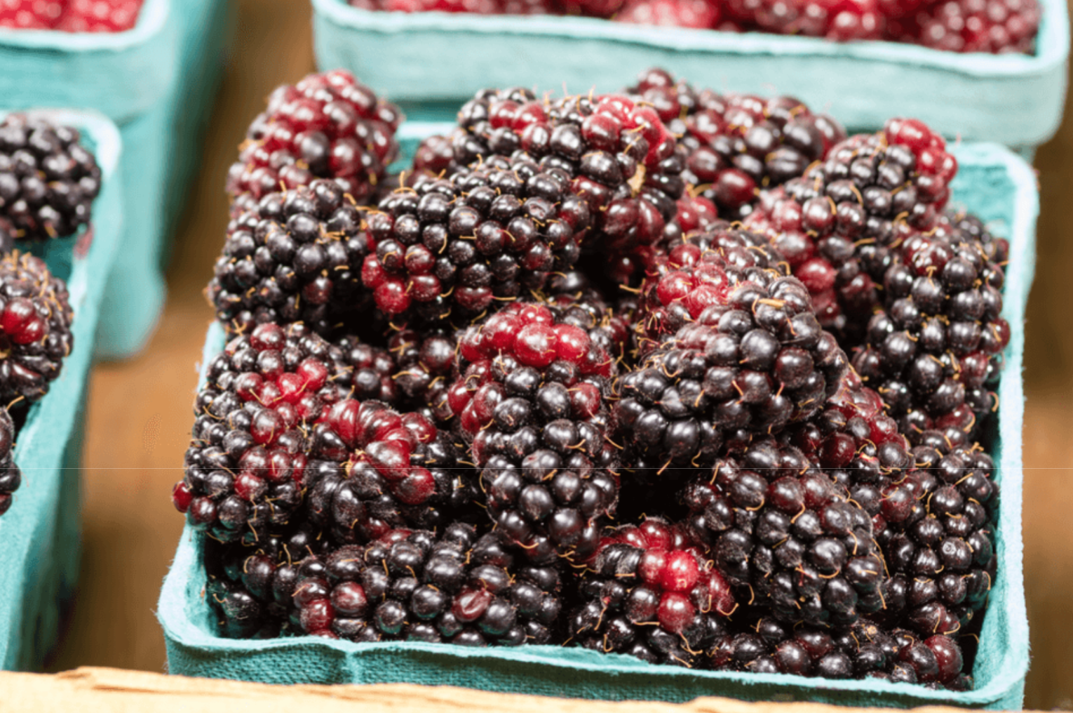 fresh Oregon marionberries