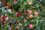 Apples hanging from a tree with green leaves