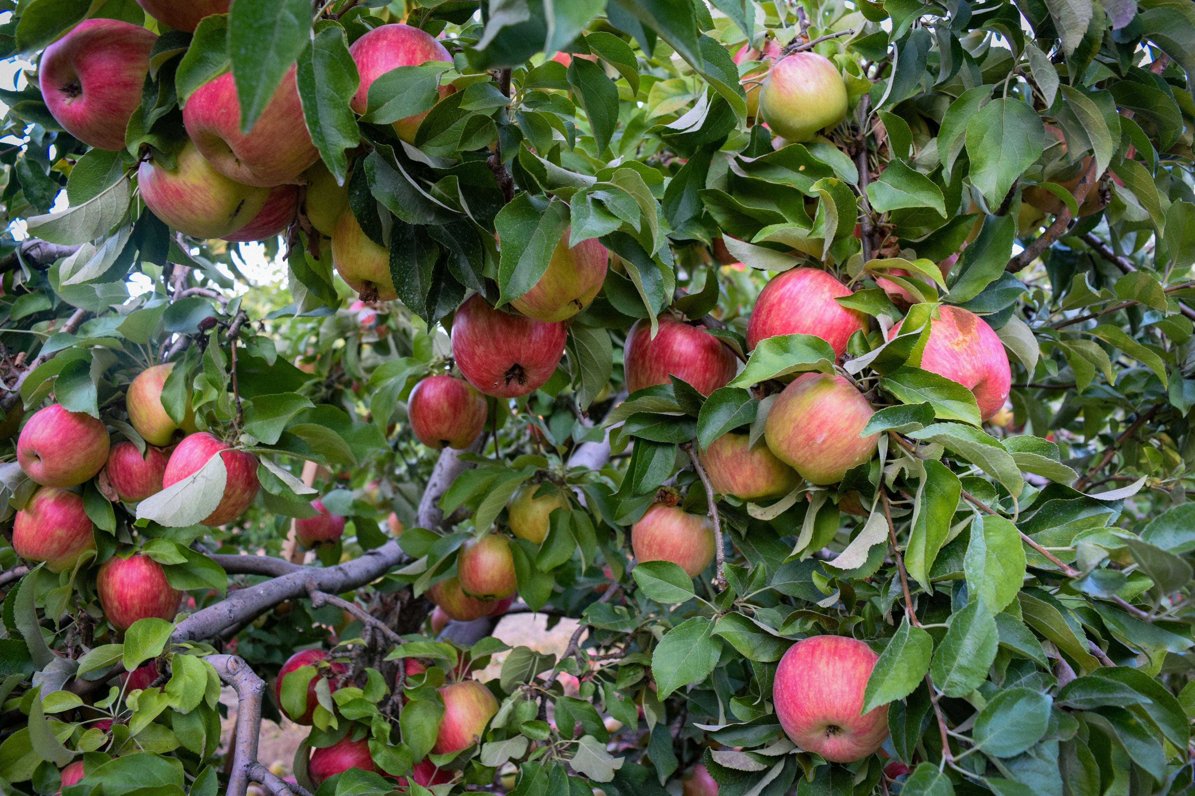 Apples hanging from a tree with green leaves