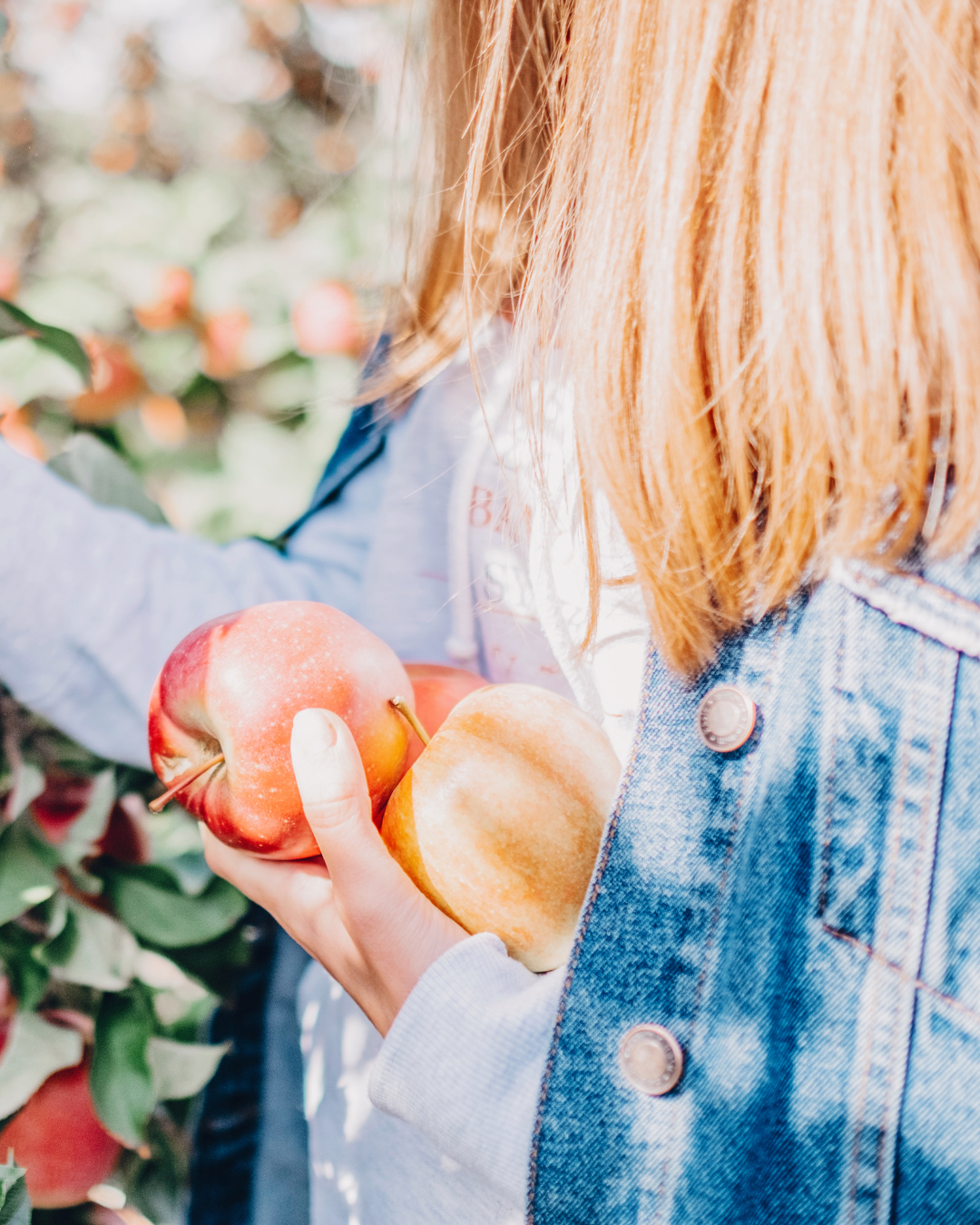 Honeycrisp Cardamom - Multipack